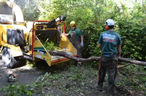 tree services Stonecrest